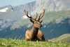 Keep wildlife wild- elk sitting down