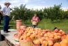 People picking peaches in Delta County