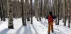 Snowshoeing through Aspen trees Lake county
