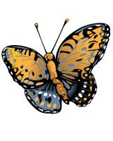 regal frittilary butterfly illustration
