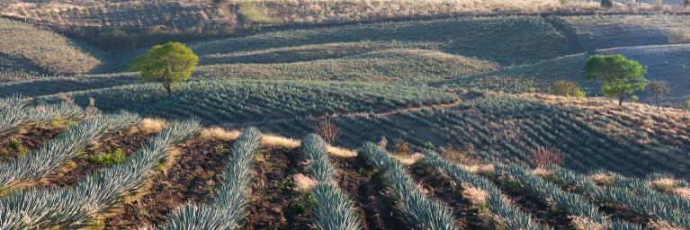 Agave fields in Tequila, Jalisco, Mexico