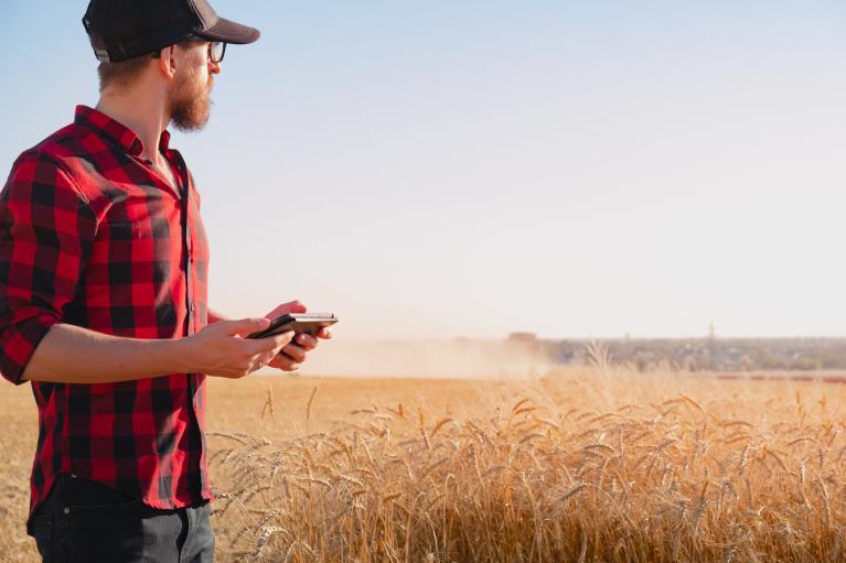 Man looking over wheat fields