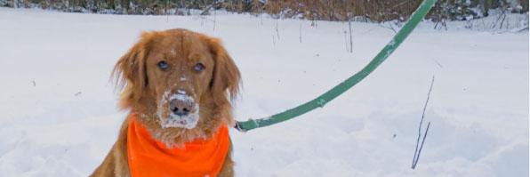 Dog in the snow with a leash