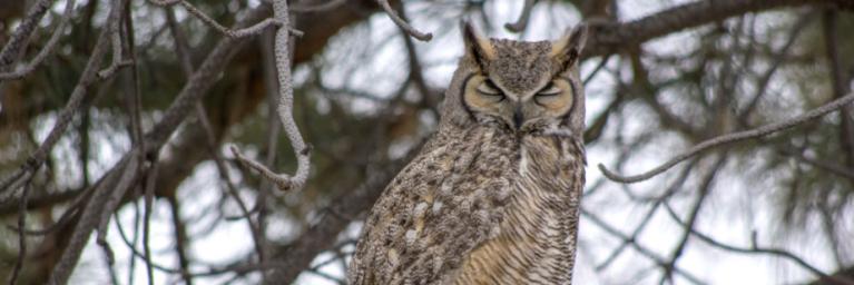 Owl on tree