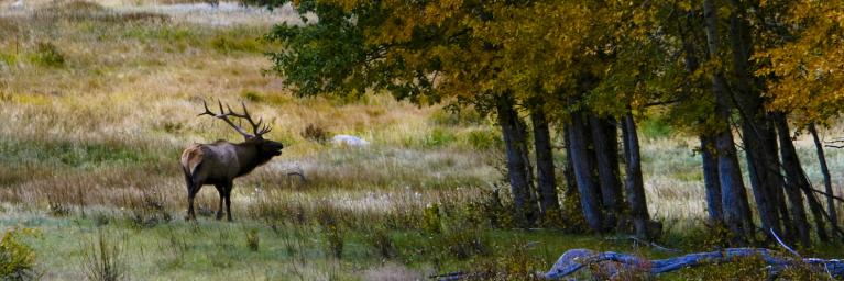 Elk bugling by a patch of fall trees