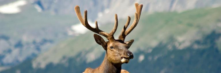 Keep wildlife wild- elk sitting down