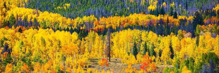 yellow and orange aspen grove in mountains