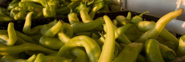 A container full of peppers on a farm