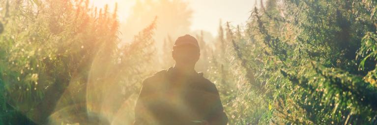 Farmer walks through crops