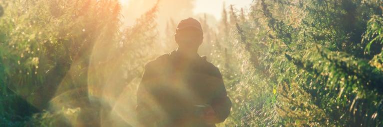 person walking through field with sunlight