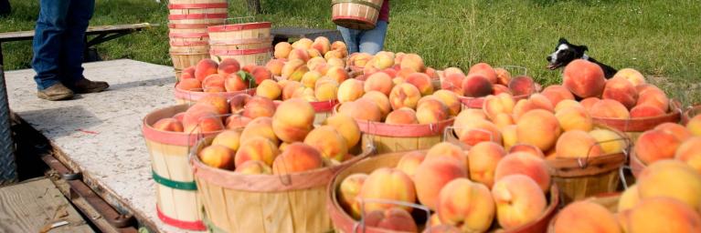 People picking peaches in Delta County