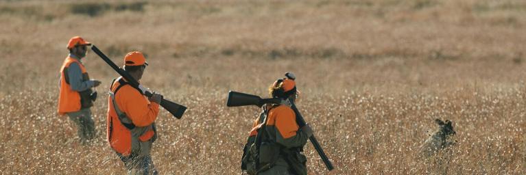 Pheasant hunting for Care for Colorado