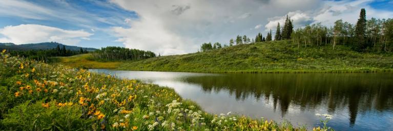 Wildflowers next to the bank of the river with the iconic Rabbit Ears moutain in the background