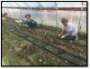 People planting in garden for Guidestone Colorado in Chaffee County