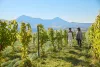 A pair of travelers walk through a Palisade vineyard on a sunny day.