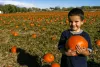 Kid at a pumkin patch in Rio Blanco 