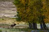 Elk bugling by a patch of fall trees