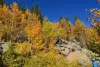 A solo hiker passes by fall foliage in Nederland
